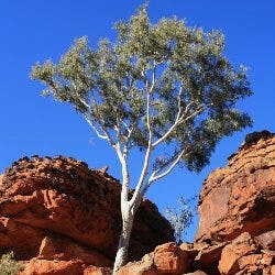 gum tree