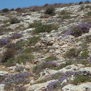 Greek hillside with herbs Greek hillside with herbs