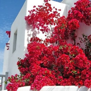 Greek bougainvillea Greek bougainvillea