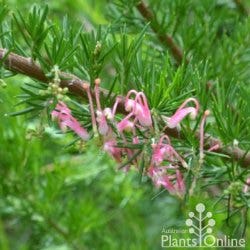 grevillea