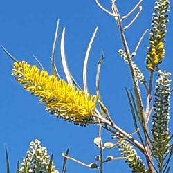 grevillea