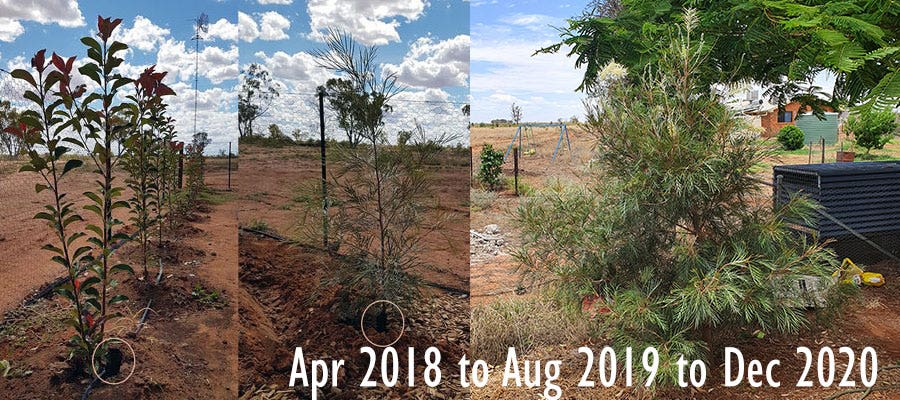 Ashlee's Photinia and Grevillea after seven months Ashlee's Photinia and Grevillea after seven months