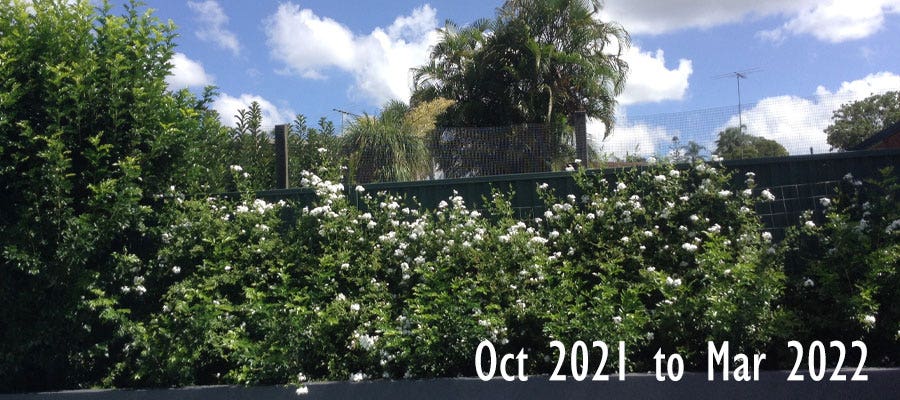 Di's white plumbago Di's white plumbago