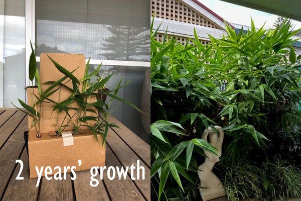 Jo's tiger grass Jo's tiger grass