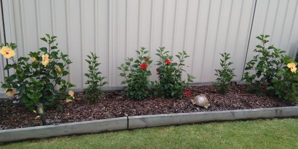 Les' hibiscus Les' hibiscus