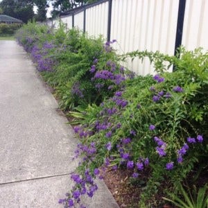 Sharon's Duranta Sharon's Duranta