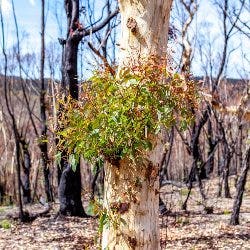 eucalypt regrowth after bushfire