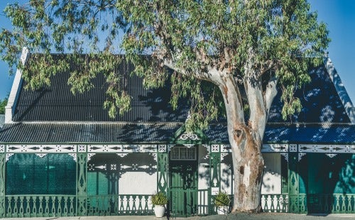 Australian gumtree Australian gumtree