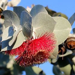 gum tree