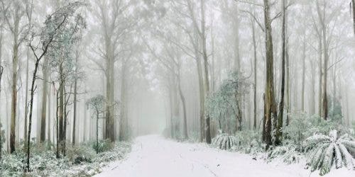 Eucalyptus at Warburton VIC