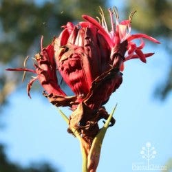 gymea lily