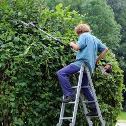 hedge clipping