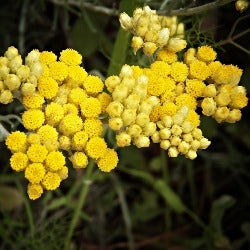 helichrysum