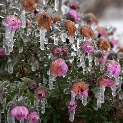 ice on herbaceous plant