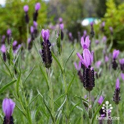 Italian lavender