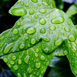 ivy in the rain