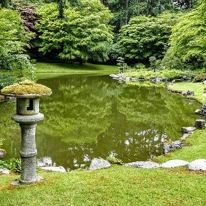 Japanese moss and water moss and water