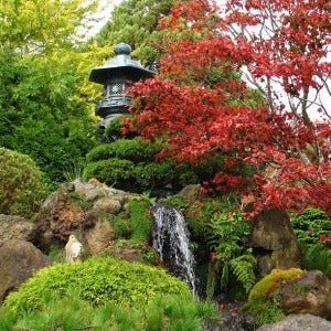 Japanese acer, pine, trickling water acer, pine, trickling water