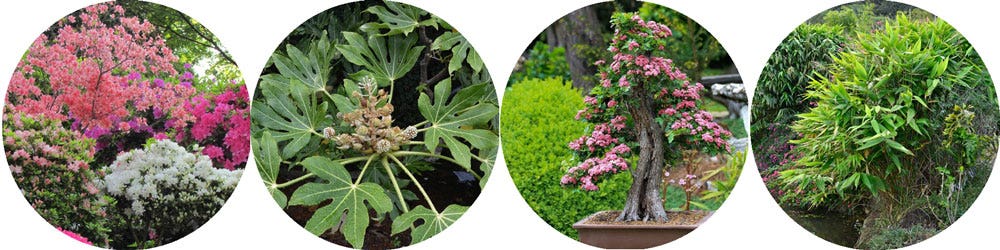 plants for the Japanese look plants for the Japanese look