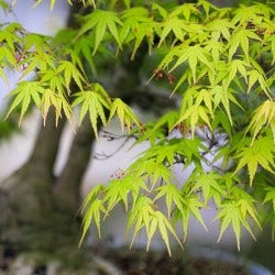 Japanese acer