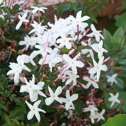 jasmine