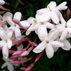 jasmine