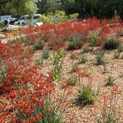 kangaroo paws growing