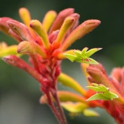 kangaroo paw flowers