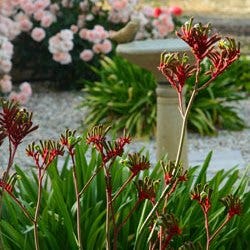 kangaroo paws and roses