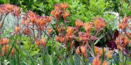 kangaroo paws