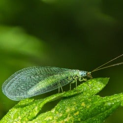 lacewing