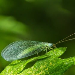 lacewing