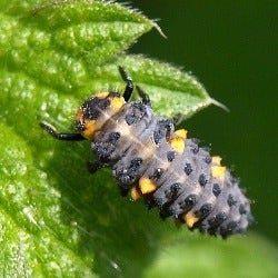 ladybird larva