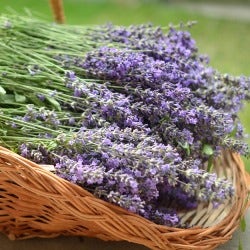 lavender for fragrance