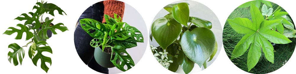 indoor plants with unusual and interesting leaf shapes