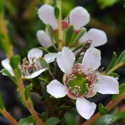 leptospermum