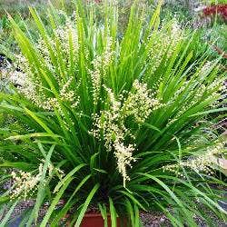 lomandra hystrix