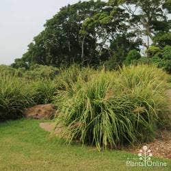 lomandra planting Lomandra planting