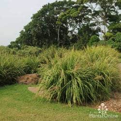 Lomandra planting