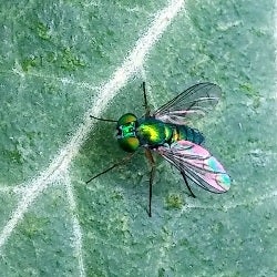 long legged fly