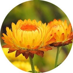 everlasting flowers for long life lucky lunar new year plants