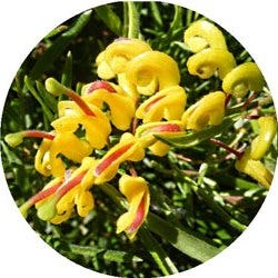 Gold Rush grevillea flowers lucky red and yellow lucky lunar new year plants