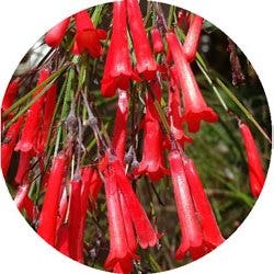 firecracker flowers lucky lunar new year plants