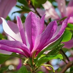 magnolia Susan