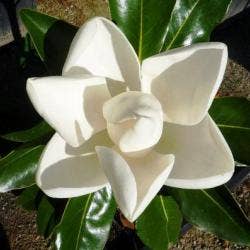 the large flowers of Magnolia grandiflora