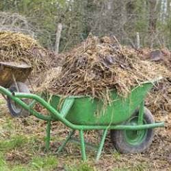  The Best Plants For Wet Soils