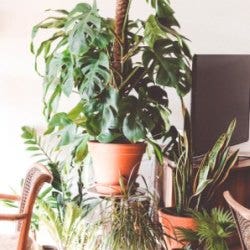 indoor plants for health