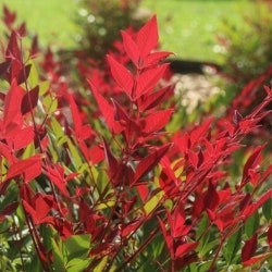nandina Obsession nandina Obsession