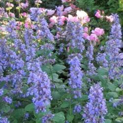 nepeta - catmint