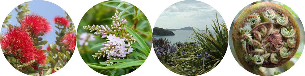 plants for the Kiwi look plants for the Kiwi look